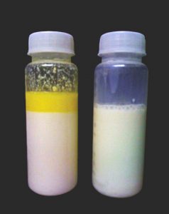Milk homogenization during the pasteurization cycle